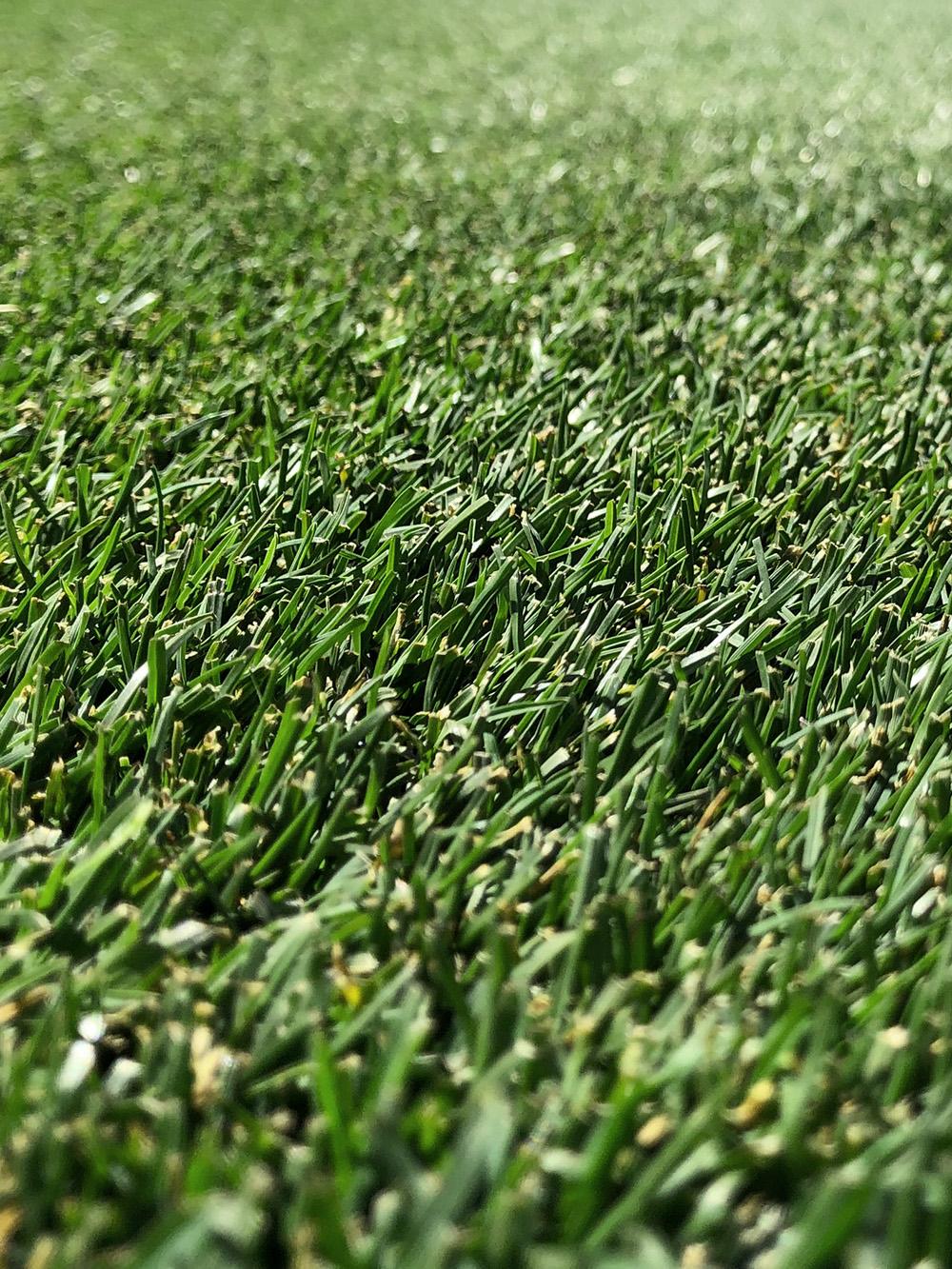 Annual Ryegrass (Turf)